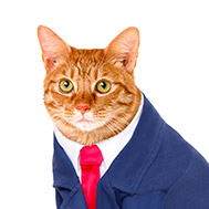 Business Cat